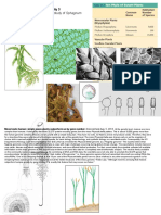 BIOL10511 Lecture 9 Plant Diversity 3 Mosses to pter(ido)phytes