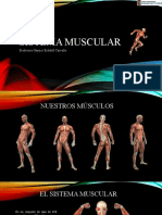 Sistema Muscular