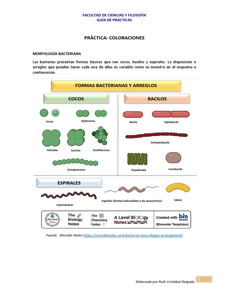 Coloraciones en Morfología Bacteriana | PDF