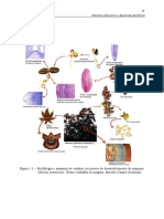Anatomia Vegetal (Beatriz Apezzato) PDF