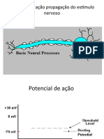 PA propagação músculo