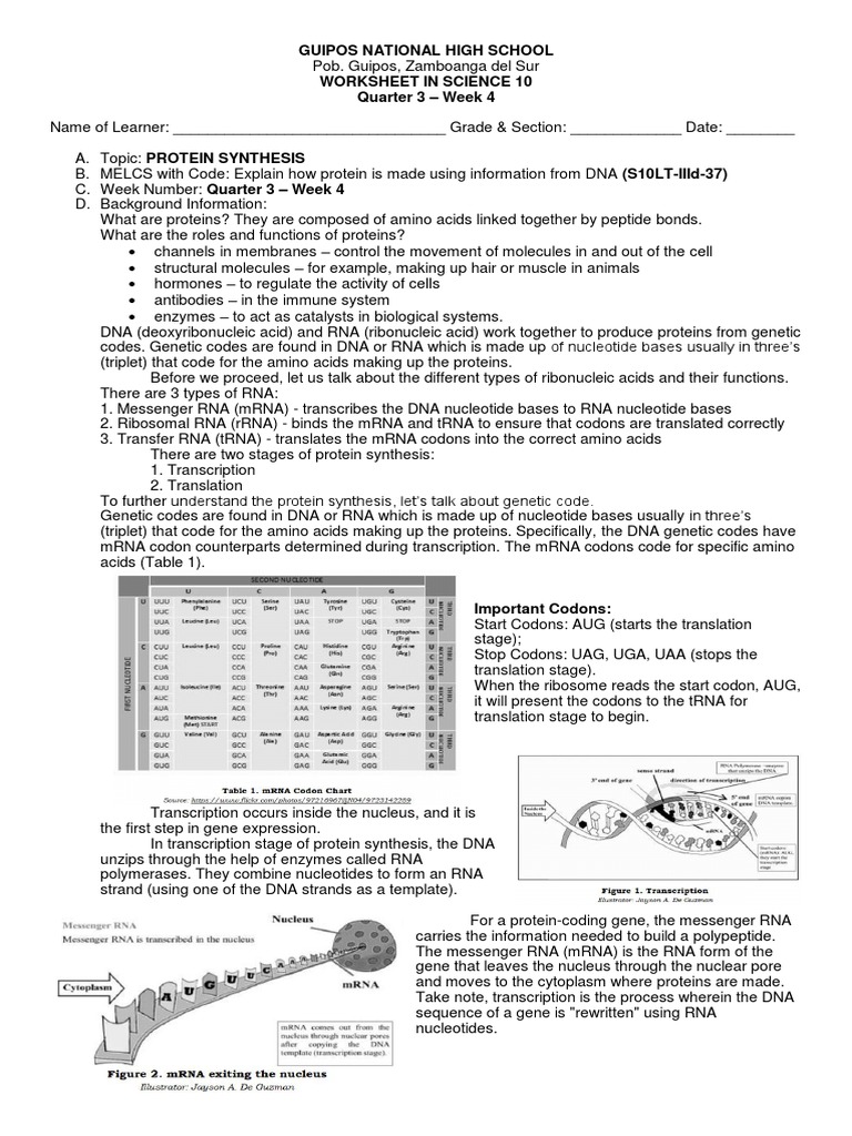 Worksheet Q3 Week 4 5 Pdf Pdf Translation Biology Genetic Code