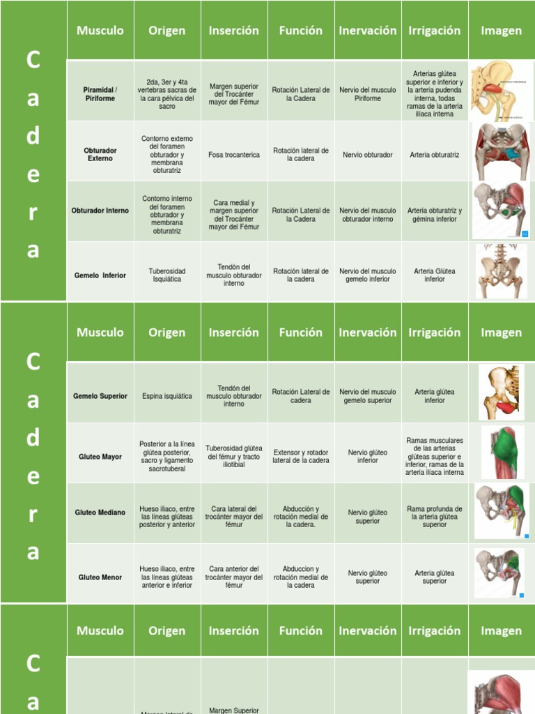 Musculos Miembro Inferior Pdf Pdf Articulaciones Anatomía Humana