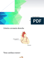Anatomia AVD