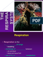 Respiratory System Class Notes