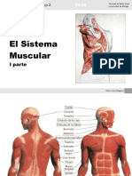 El sistema muscular01.pdf