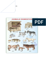 Animale Domestice 16-20 Ianuarie 2023