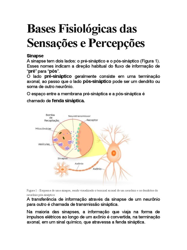 Bases Fisiológicas das Sensações e Percepções | PDF