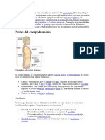 El Cuerpo Humano Es La Estructura Física y Material Del Ser Humano