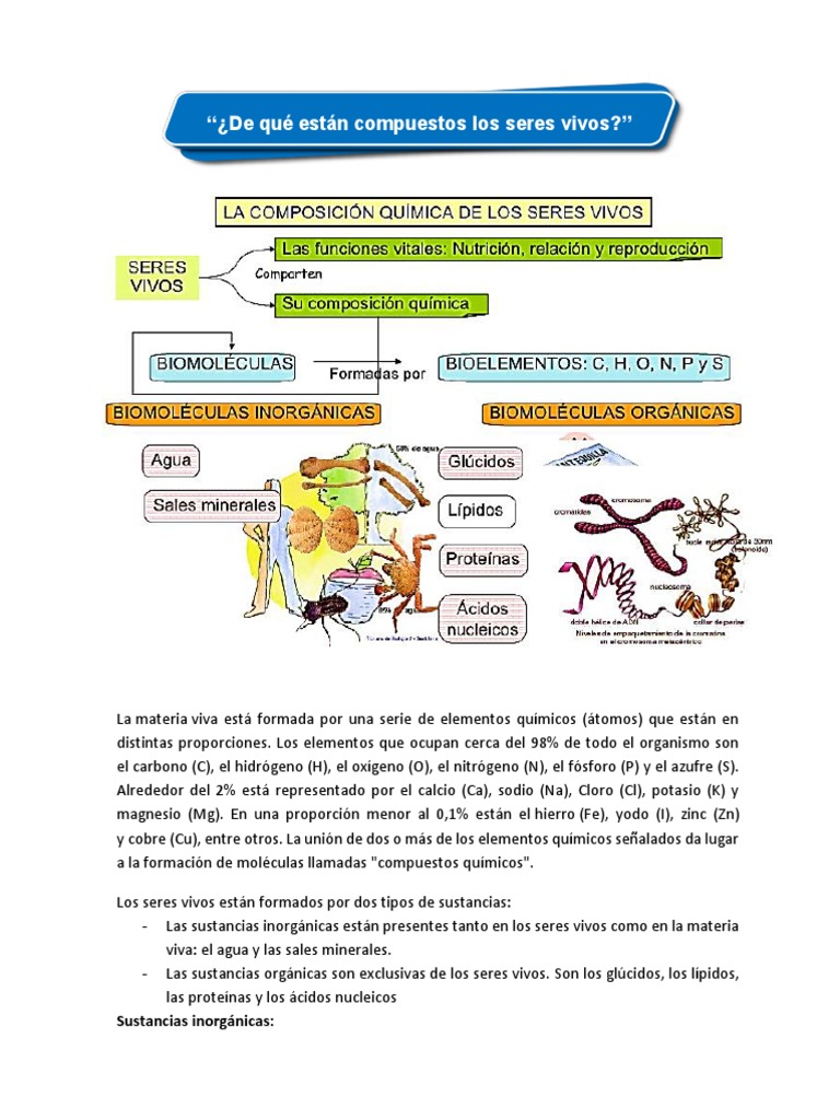 Composición Química de los Seres Vivos | PDF | Organismos | Elementos ...