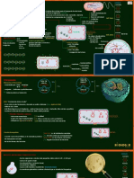 Célula Procariota Edson PDF