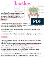 Anatomía PDF