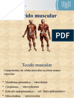 Tecido Muscular 2015