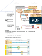 BMED - Lecture 6 PDF