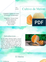 Cultivo Del Melón-Grupo 3