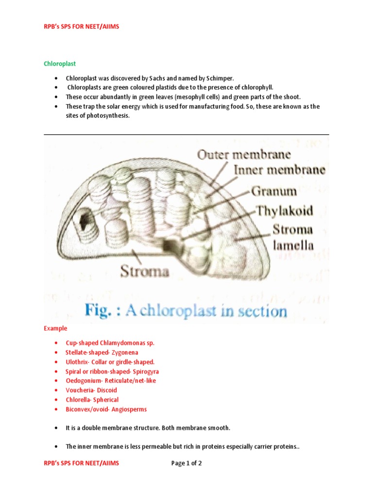 Chloroplast | PDF