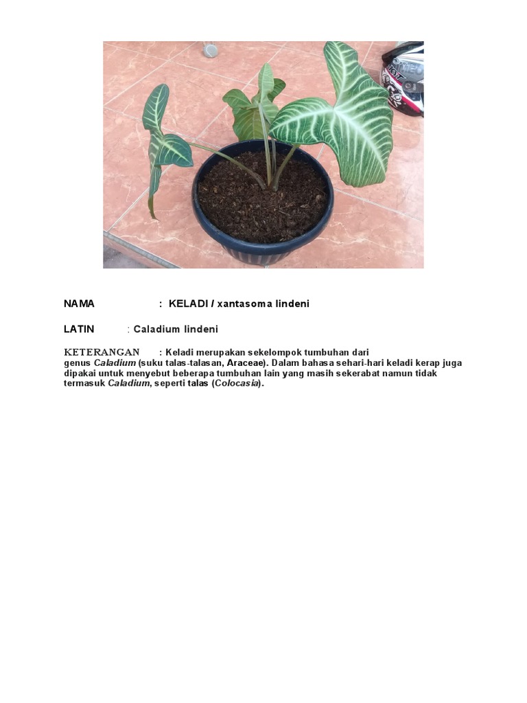 Hardkor masturbatsiya porno video