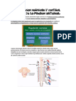 Regulacion Nerviosa y Control Rapido de La PA