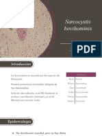 Sarcocystis Bovihominis PDF