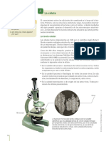 Celula Teoria PDF