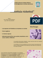 Rickettsia