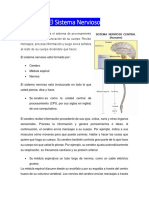 Reporte PDF