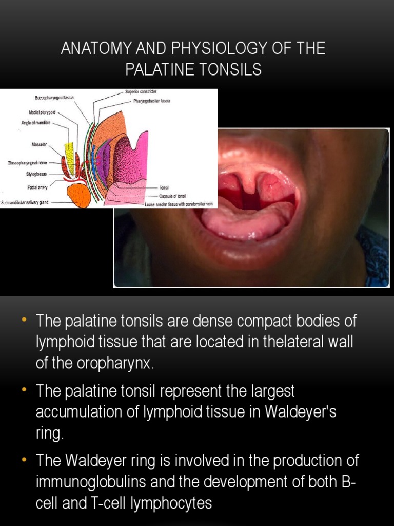 Anatomy and Physiology of The Palatine Tonsils PDF