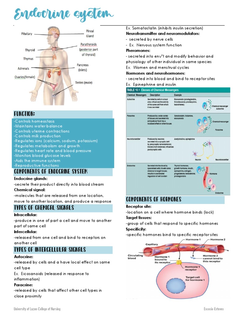 Overview of Endocrine System Functions | PDF | Hormone | Endocrine System