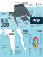 Ballena jorobada del Pacífico Mexicano: Características, poblaciones y conservación