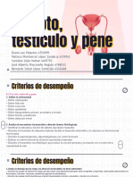 Escroto, Testículo y Pene