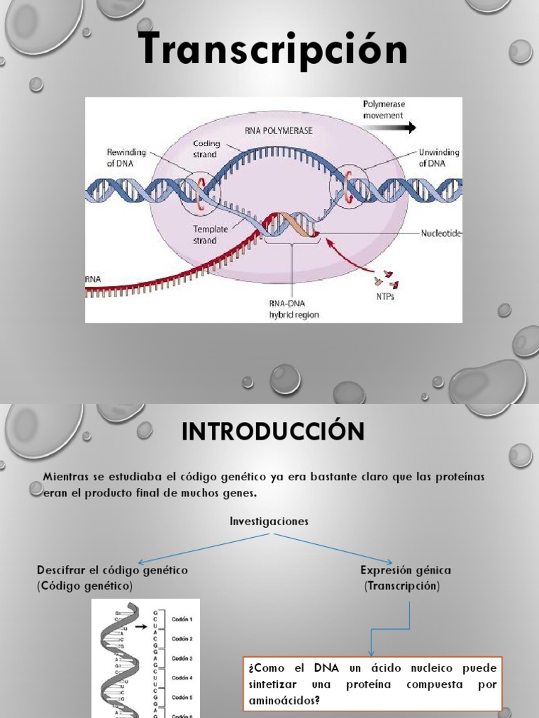 Transcripción p | PDF