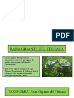 Rana Gigante Titicaca Peligro Extinción