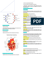 Heart Cardiovascular System