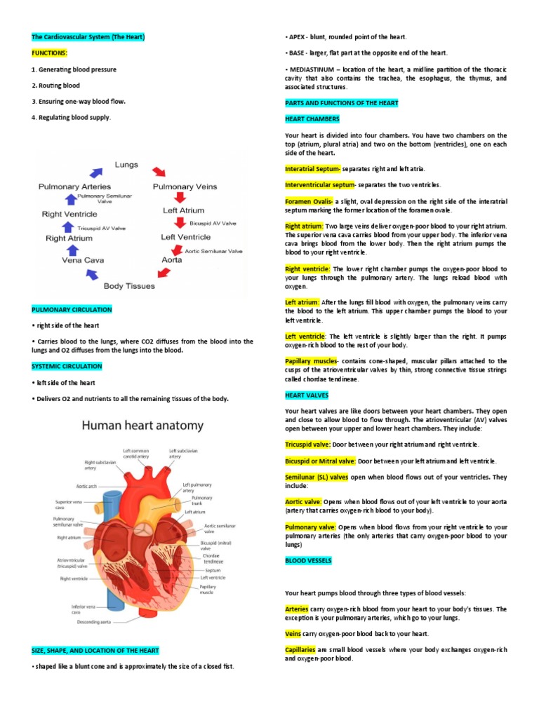 Overview of the Heart's Anatomy and Functions | PDF | Heart Valve | Heart