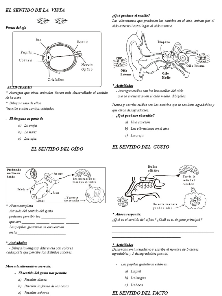 Los Sentidos Pdf Gusto Experiencia Subjetiva