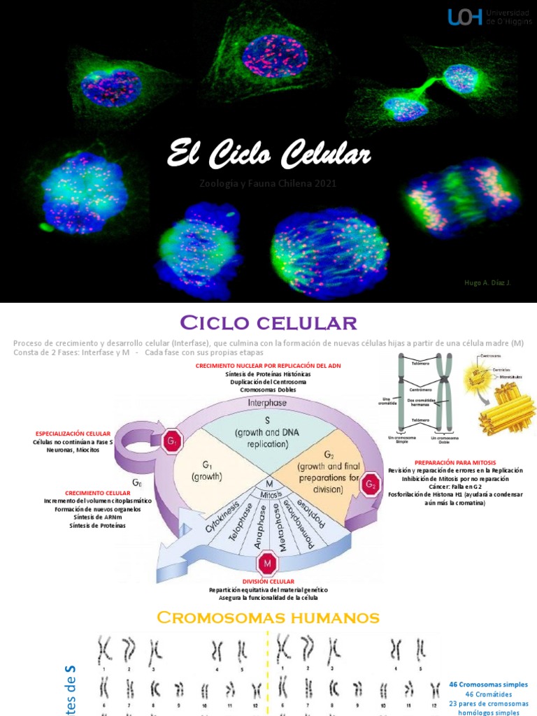 Ciclo Celular y Etapas de Mitosis | PDF | Mitosis | Cromosoma