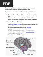 The Nervous System