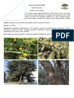Catálogo de Plantas Nativas CCP CHAPI - Ica PDF