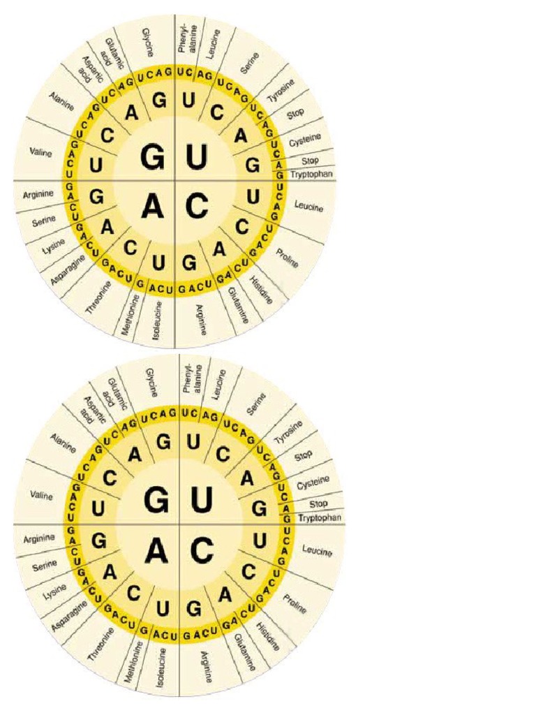 Amino Acid Wheel PDF