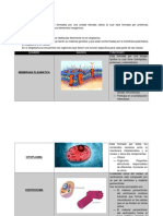 Celula Merida Ramirez Denisse PDF