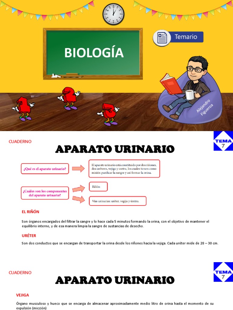 Tema 7 El Aparato Urinario Pdf
