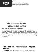 Reproductive System