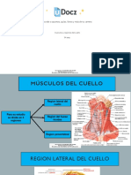 Musculos y Regiones Del Cuello 85484 Downloable 1297188 PDF