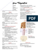 Sistema Respiratório