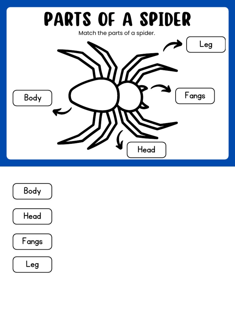 PARTS OF A Spider | PDF