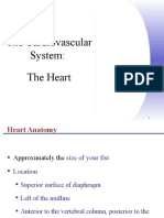 Cardiovascular System