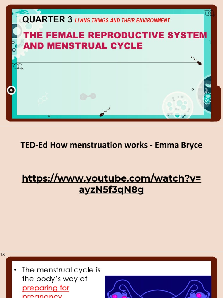 Feedback Mechanisms and Menstrual Cycle PDF Menstrual Cycle Ovary