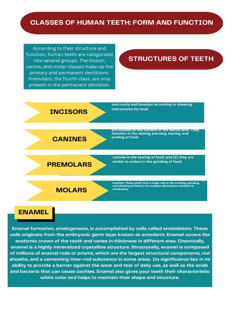 clinical-significance-of-dental-anatomy-histology-physiology-and