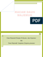 Daun-Majemuk-Menjari