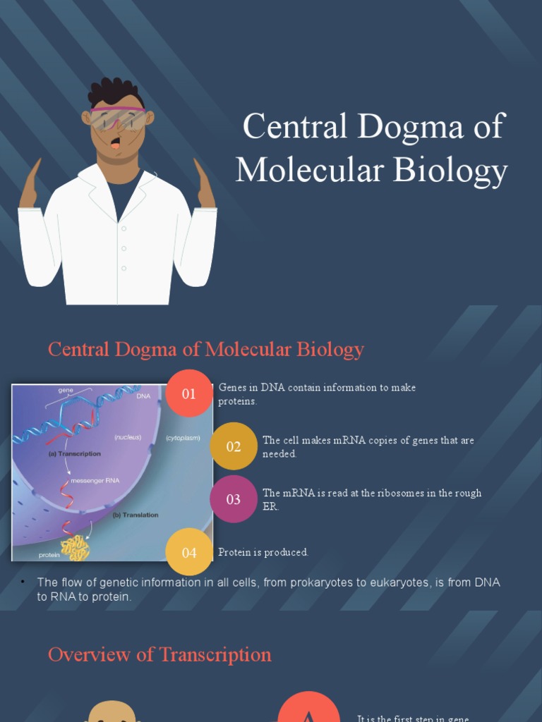S2. Transcription Translation Gene Regulation PDF Operon Rna